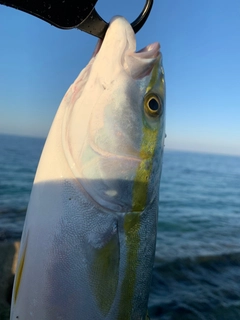 イナダの釣果