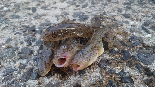 マハゼの釣果