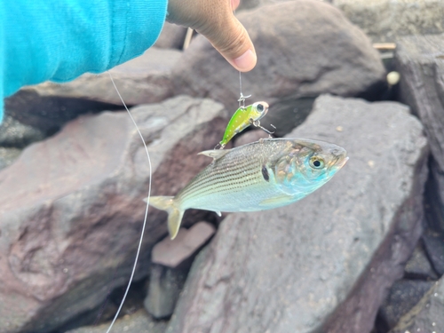 コノシロの釣果