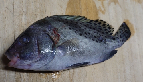 コショウダイの釣果