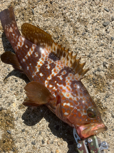 キジハタの釣果