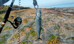 サゴシの釣果