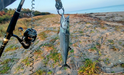 サゴシの釣果