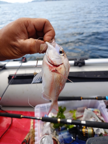 チャリコの釣果