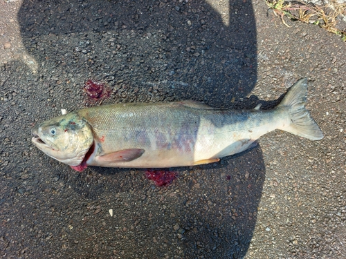 アキアジの釣果