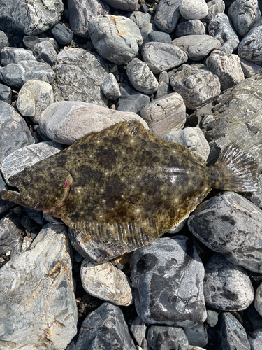 ヒラメの釣果