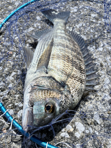 コロダイの釣果