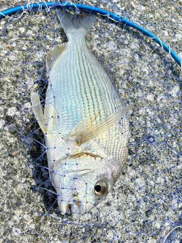 ヘダイの釣果