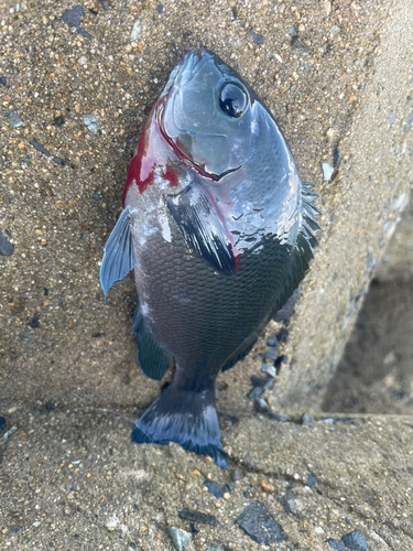 クロの釣果