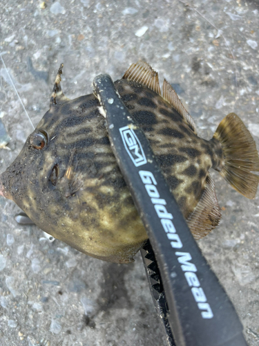 カワハギの釣果