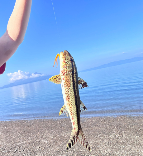 ヒメジの釣果