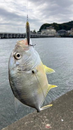 メッキの釣果