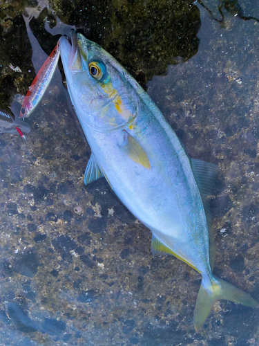 ツバスの釣果