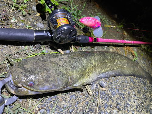 ナマズの釣果