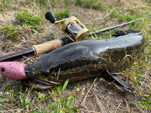 ライギョの釣果