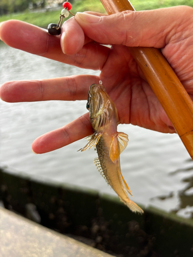 マハゼの釣果