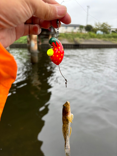 マハゼの釣果