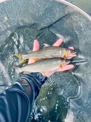 アユの釣果