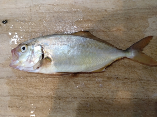 ショゴの釣果