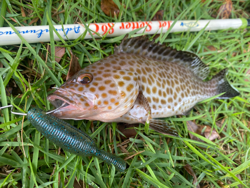 オオモンハタの釣果