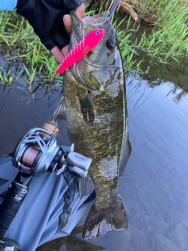 スモールマウスバスの釣果