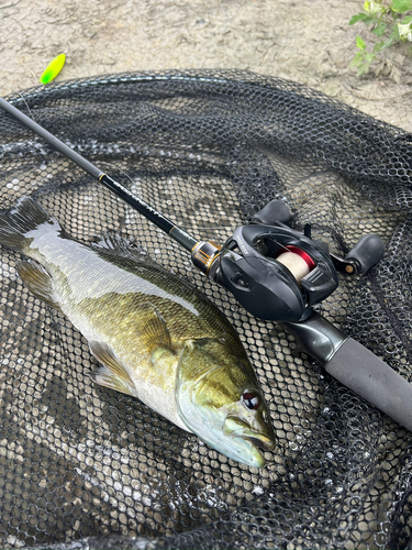 スモールマウスバスの釣果