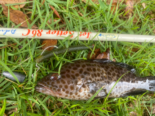 ホウセキハタの釣果