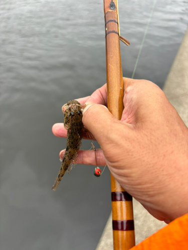 ウロハゼの釣果