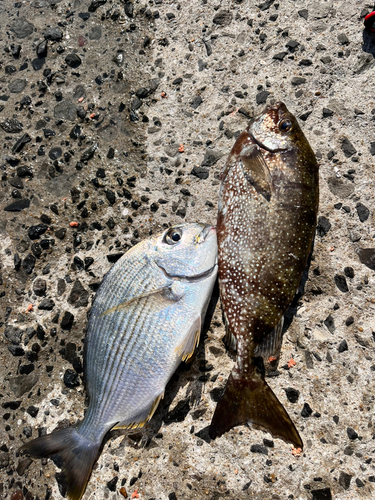 ヘダイの釣果