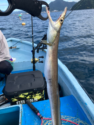 ハモの釣果