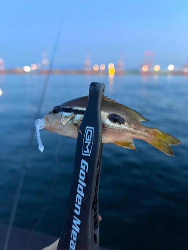 ヨコスジフエダイの釣果