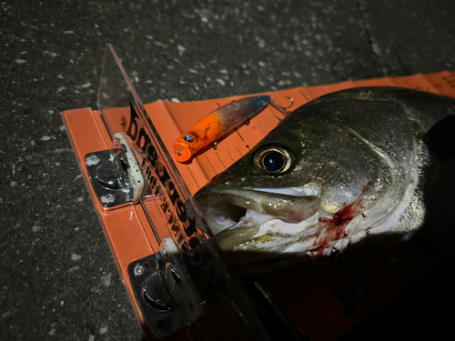 シーバスの釣果