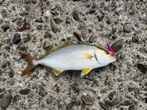 ネリゴの釣果