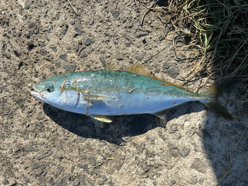 ワカシの釣果