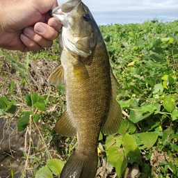 スモールマウスバス