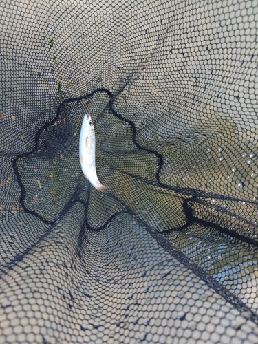 ウグイの釣果