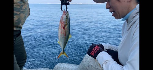 ツバスの釣果