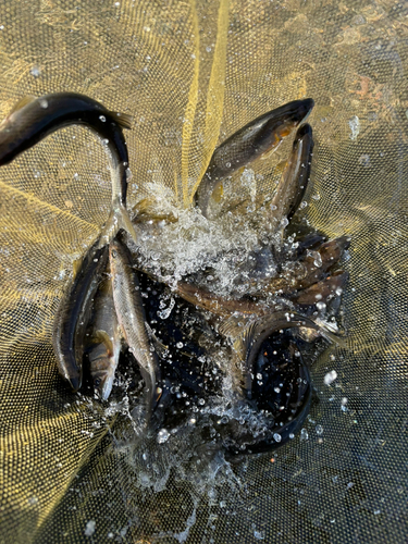 アユの釣果