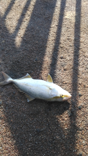 ショゴの釣果