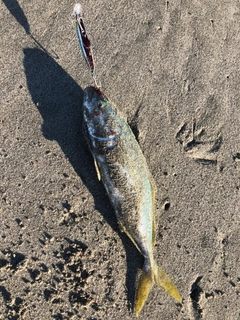 ワカシの釣果