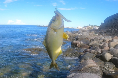 ショゴの釣果