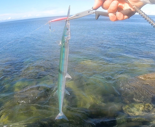 ダツの釣果