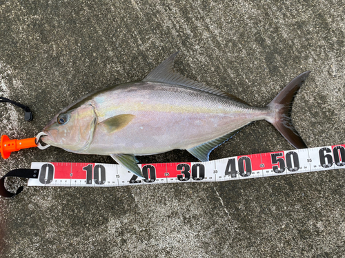 ヒレナガカンパチの釣果