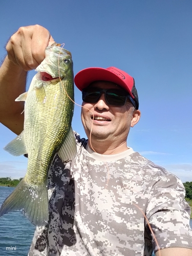 ラージマウスバスの釣果