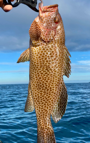 オオモンハタの釣果