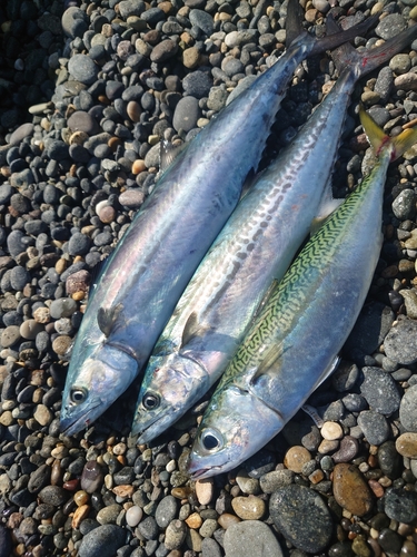 サゴシの釣果