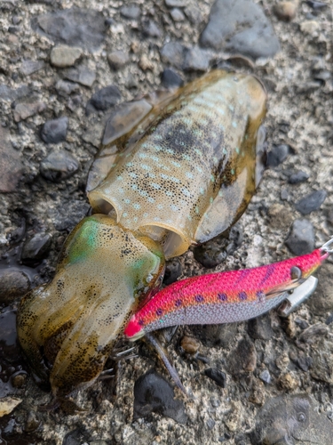 アオリイカの釣果