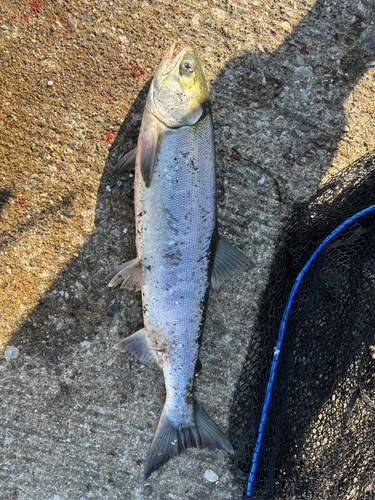 アキアジの釣果