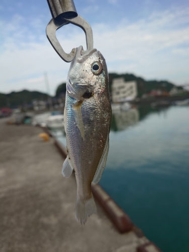 シログチの釣果