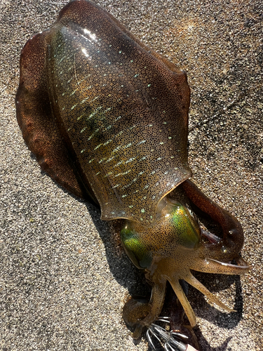 アオリイカの釣果